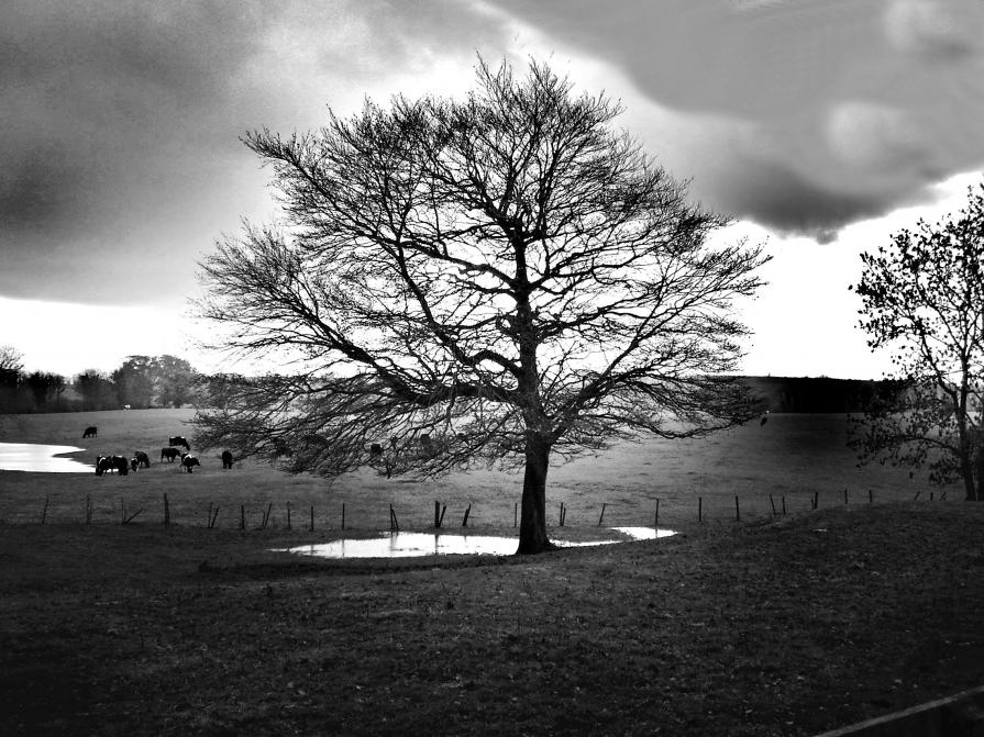 Magic tree of Ireland