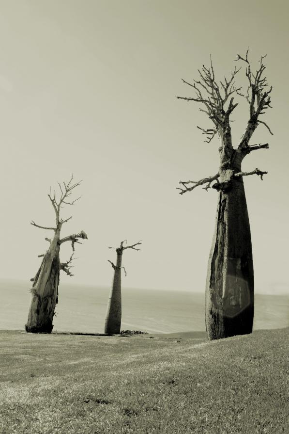 the boab trees...a sequence in loss