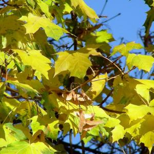 Italy. Trentino Alto Adige. Autumn colors