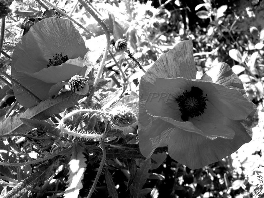 Red Poppies