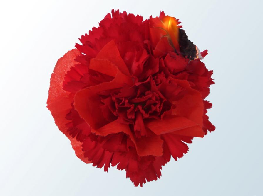 In-naturale_Carnation flower, fire