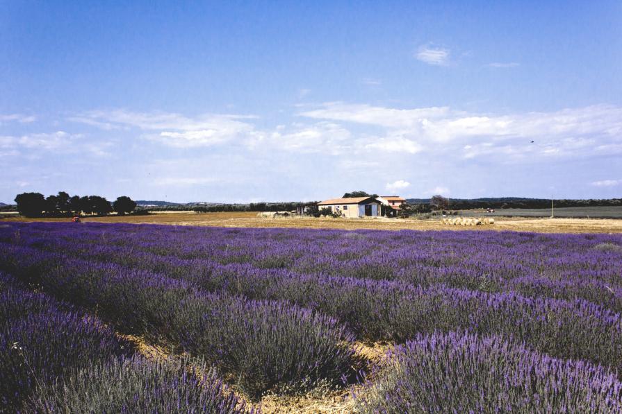 lavender field