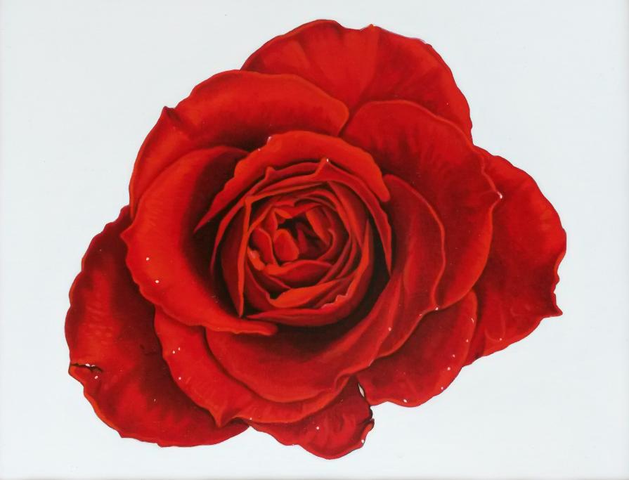 "RED ROSE II"