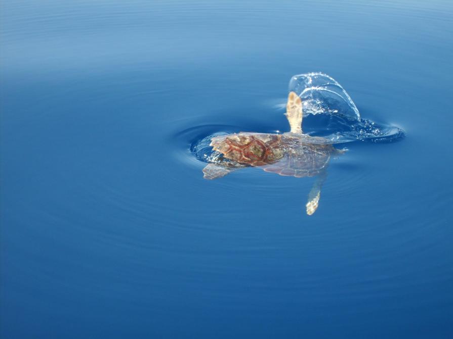 Caretta caretta