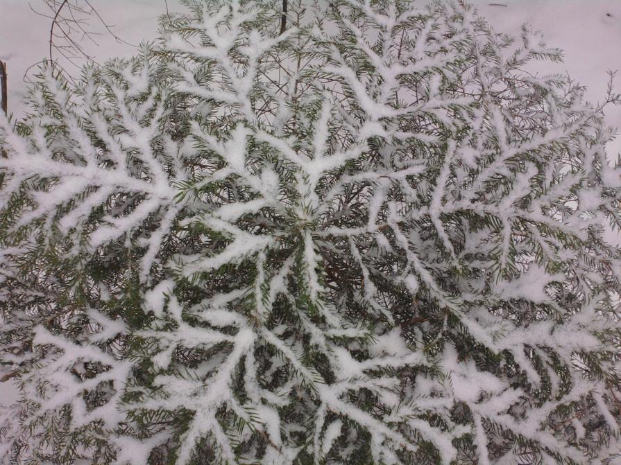 Ice-Mandala