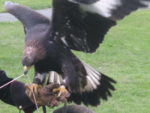 Golden eagle