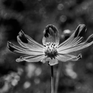 Flowers BW