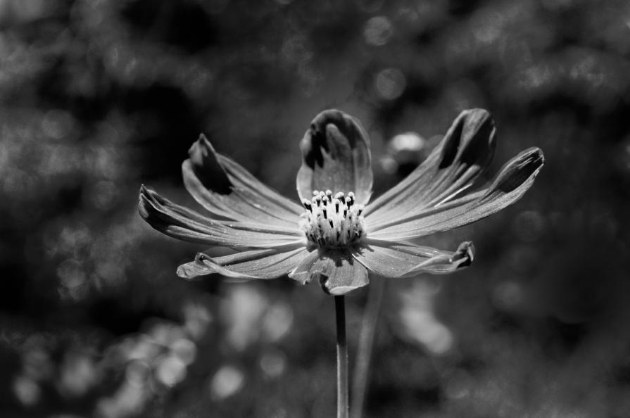 Flowers BW