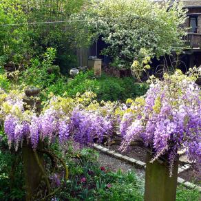 La glycine