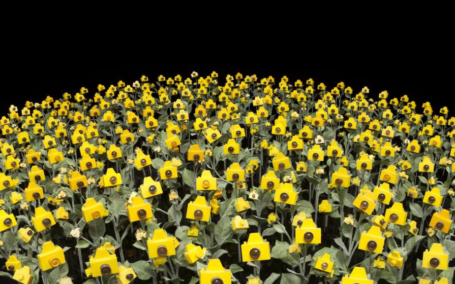 Photographic Sunflower Field