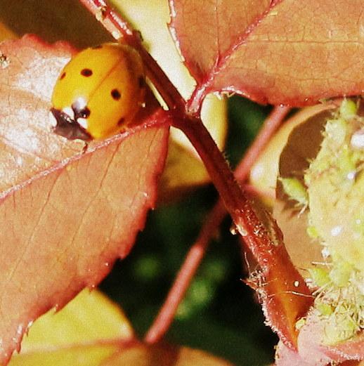 RoseGarden # 16 (aLadyBug)