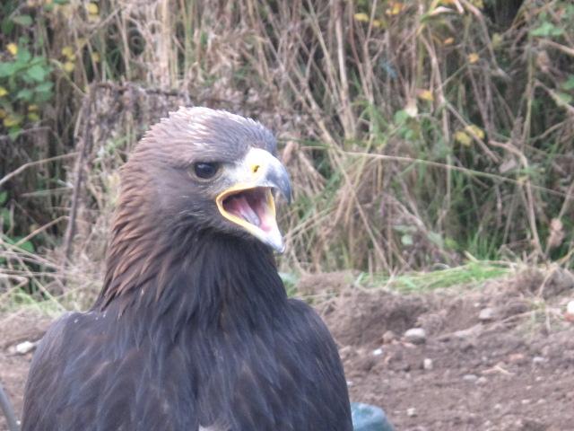 Golden Eagle