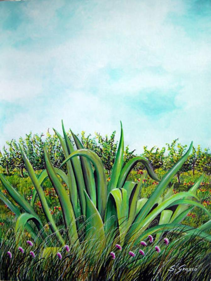 Grasso Sebastiano – Agave