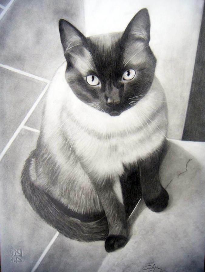 il gatto Matisse 