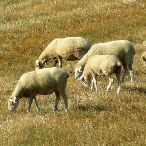 Italy. Basilicata. Potenza (2)