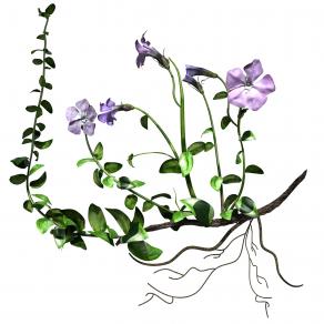 Herbarium, Vinca Minor