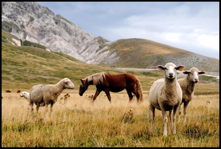 Transhumance