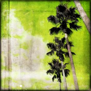 Palms n. 31