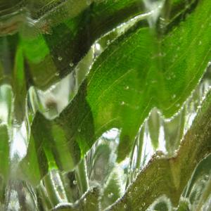 WaterLeaves-1