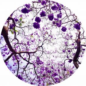 Jacaranda in the Round