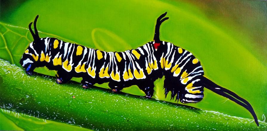 "DANAUS GILIPPUS CATERPILLAR"