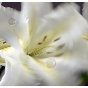 Lilium