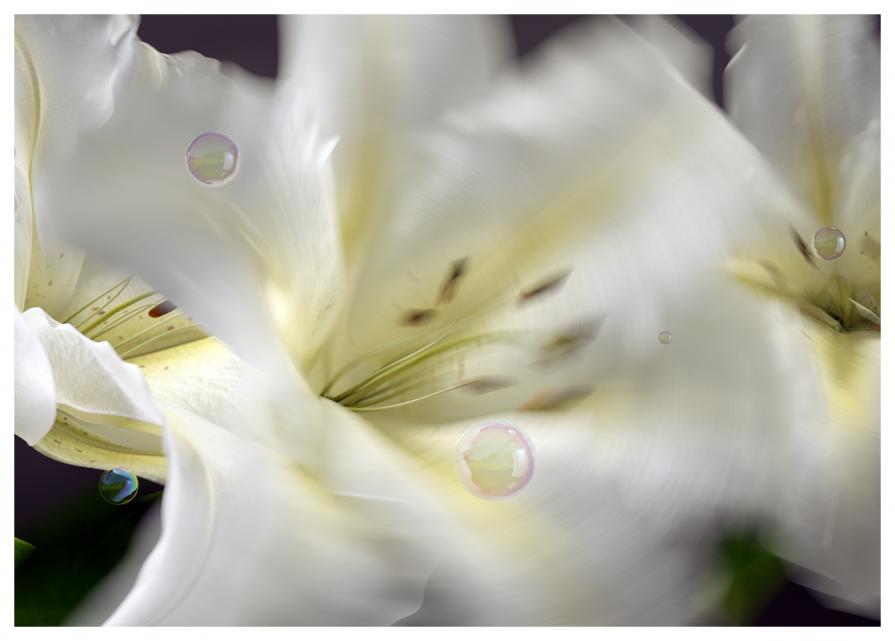 Lilium