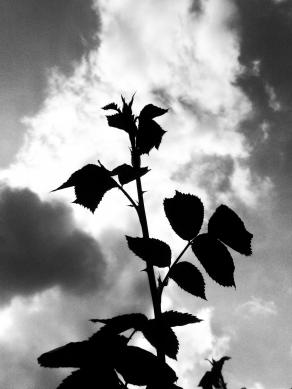 Rose and sky/ like JING JANG